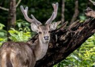 Rusa Terserempet Kendaraan di Tol Serang–Panimbang, Lalu Lintas Sempat Terganggu