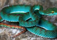 spesies baru ular berbisa