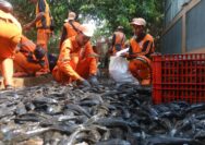 MUI Soroti Metode Penguburan Ikan Sapu-sapu yang Masih Hidup
