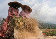 FAO Catat Kenaikan Harga Pangan Global 2,4 Persen Akibat Konflik Timur Tengah